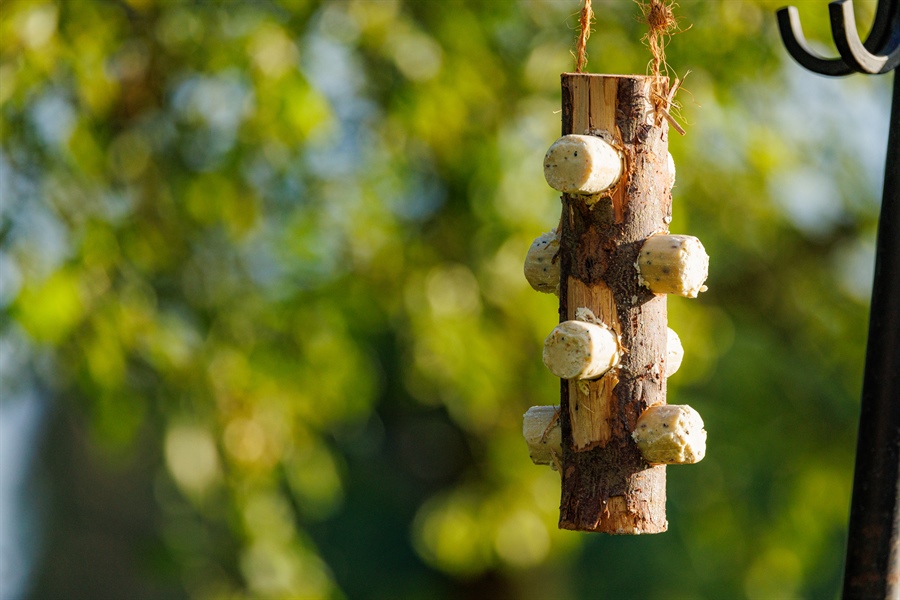 New Insect Oil creates buzz in wild bird feed sector